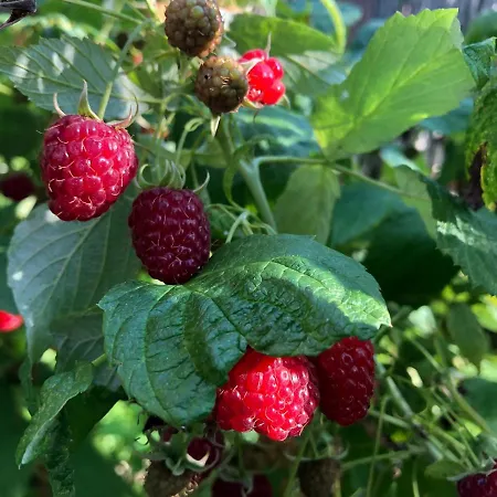 Apartmán Mazurskie Siolo, Pod Orzechem Mikołajki