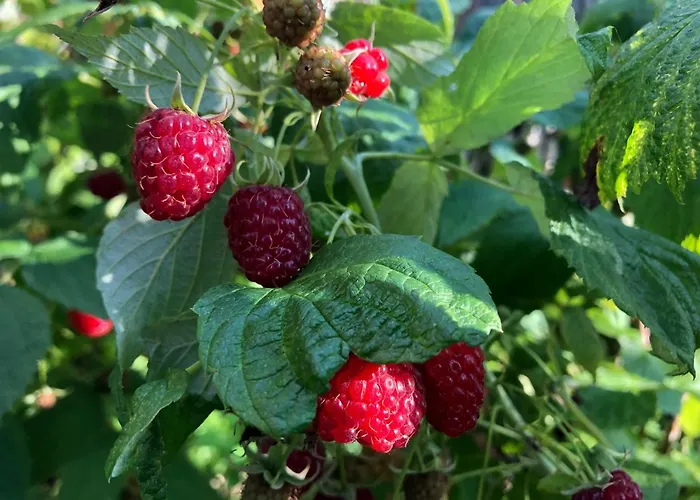 Apartamento Mazurskie Siolo, Pod Orzechem Mikołajki